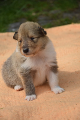 Chiot N°3