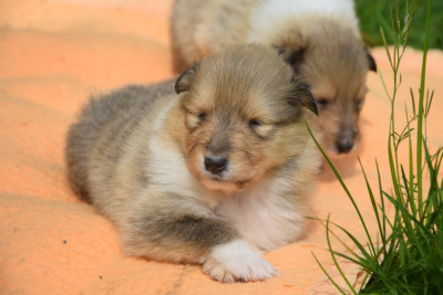 Chiot N°5