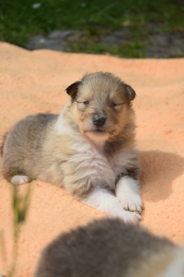 Chiot N°7