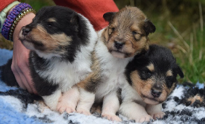 CHIOT 1