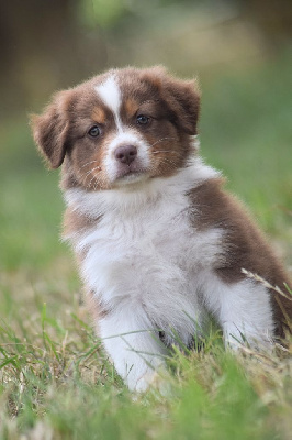 CHIOT 5