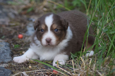 CHIOT 5