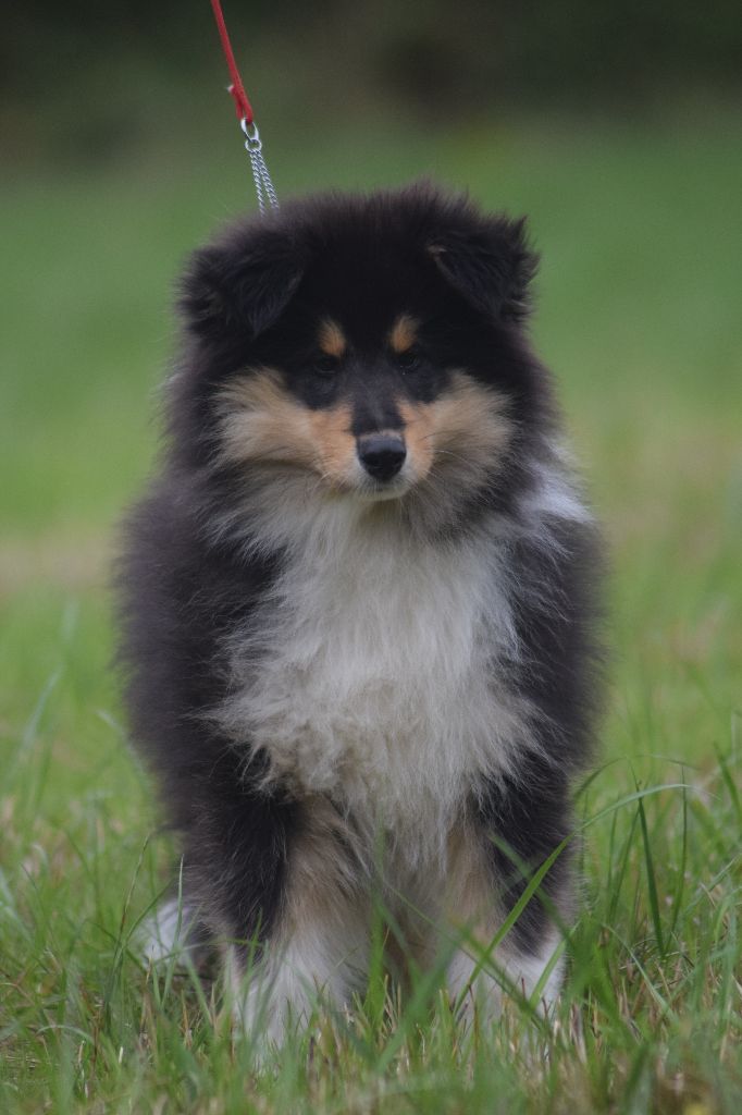 du Jardin des Heliades - Colley à poil long - Portée née le 09/07/2019