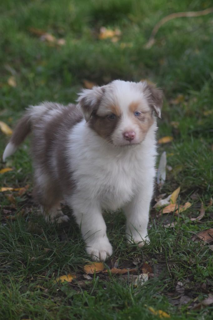 du Jardin des Heliades - Chiots disponibles - Berger Australien