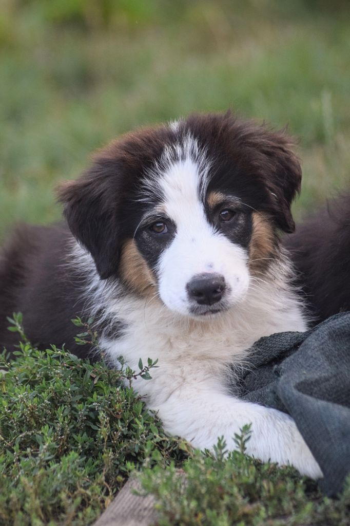 du Jardin des Heliades - Chiots disponibles - Berger Australien