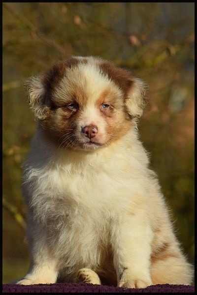 du Jardin des Heliades - Berger Australien - Portée née le 19/11/2016