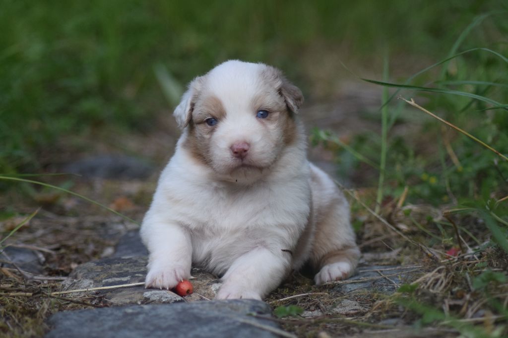 du Jardin des Heliades - Chiots disponibles - Berger Australien