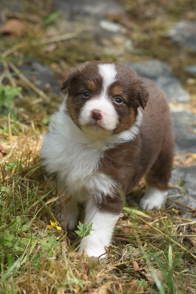 du Jardin des Heliades - Chiots disponibles - Berger Australien