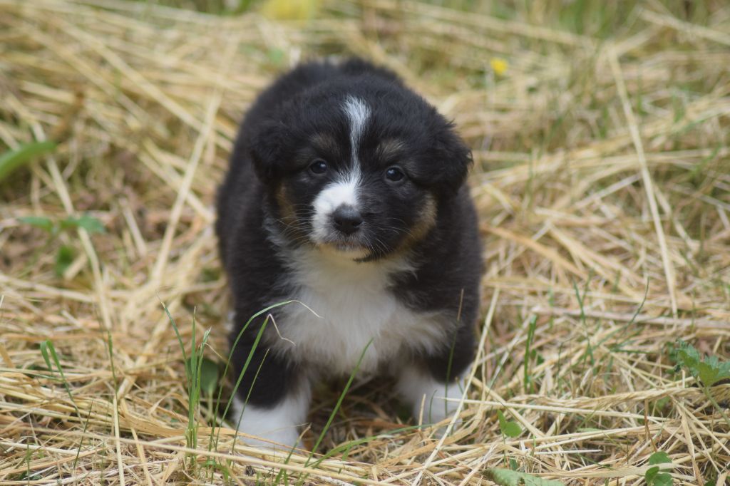 du Jardin des Heliades - Chiots disponibles - Berger Australien