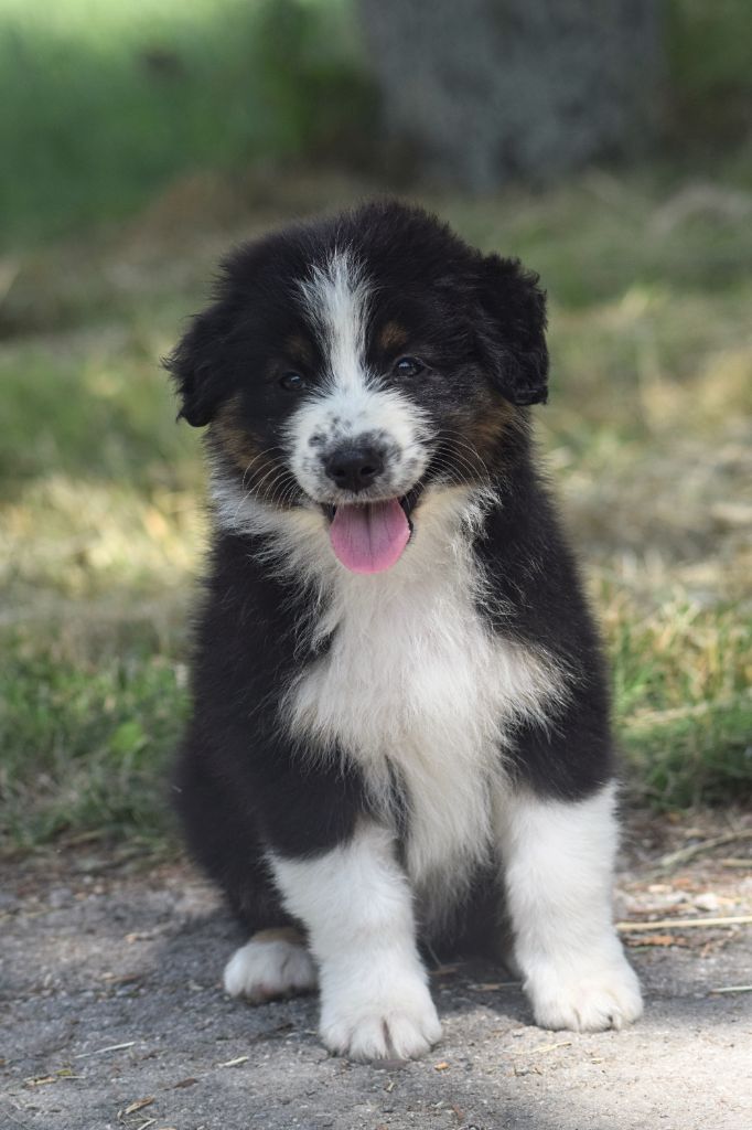 du Jardin des Heliades - Chiots disponibles - Berger Australien