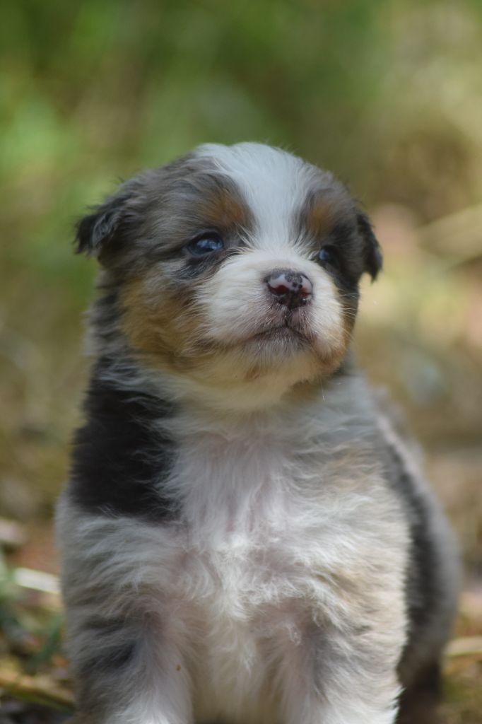 du Jardin des Heliades - Chiots disponibles - Berger Australien