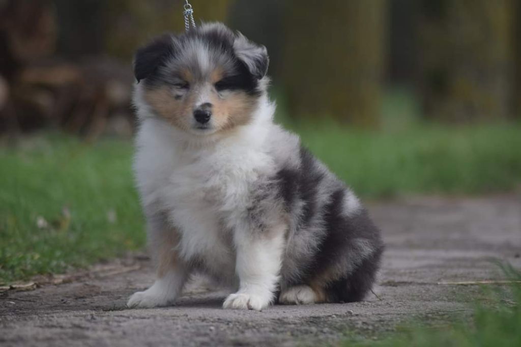 du Jardin des Heliades - Colley à poil long - Portée née le 03/01/2020