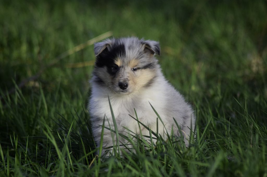 du Jardin des Heliades - Colley à poil long - Portée née le 01/12/2022