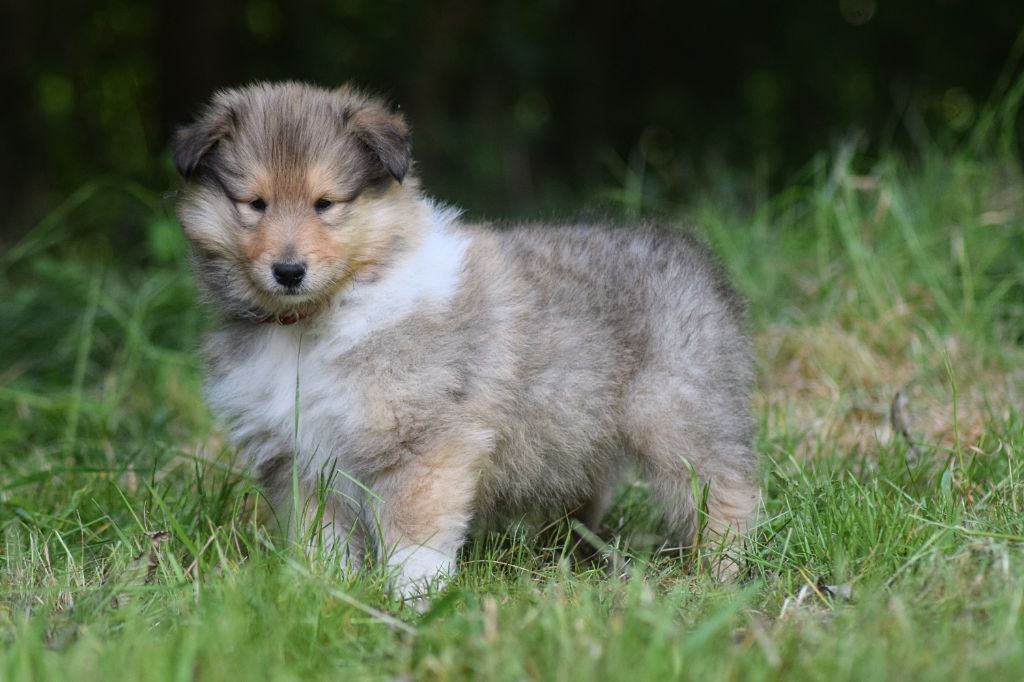 du Jardin des Heliades - Chiots disponibles - Colley à poil long