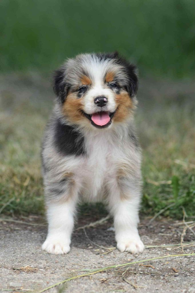 du Jardin des Heliades - Chiots disponibles - Berger Australien