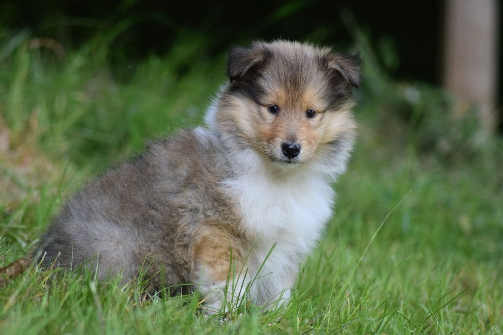 du Jardin des Heliades - Chiots disponibles - Colley à poil long