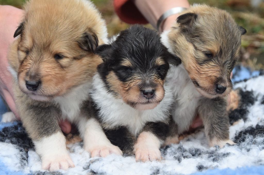 du Jardin des Heliades - Chiots disponibles - Colley à poil long