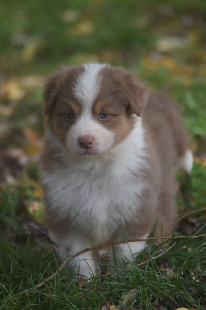 du Jardin des Heliades - Chiots disponibles - Berger Australien