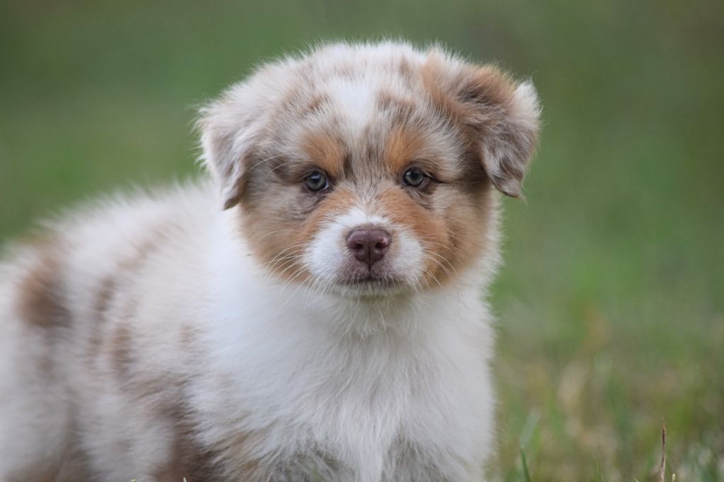 du Jardin des Heliades - Chiots disponibles - Berger Australien