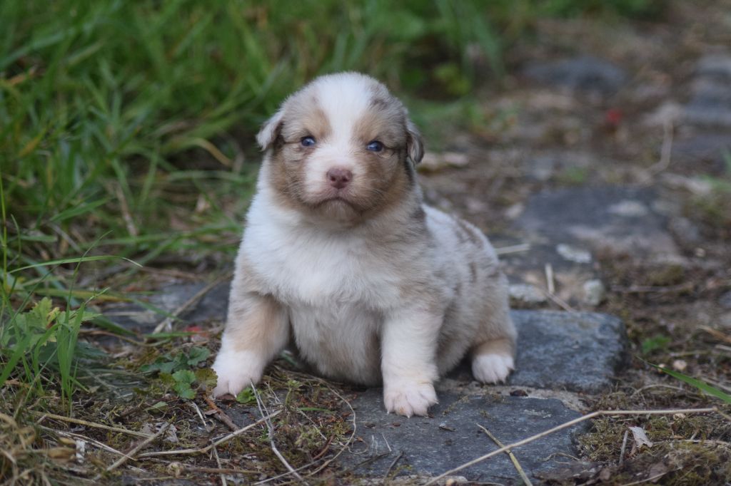 du Jardin des Heliades - Chiots disponibles - Berger Australien