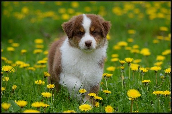 du Jardin des Heliades - Berger Australien - Portée née le 13/02/2017