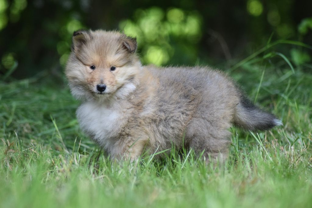 du Jardin des Heliades - Chiots disponibles - Colley à poil long
