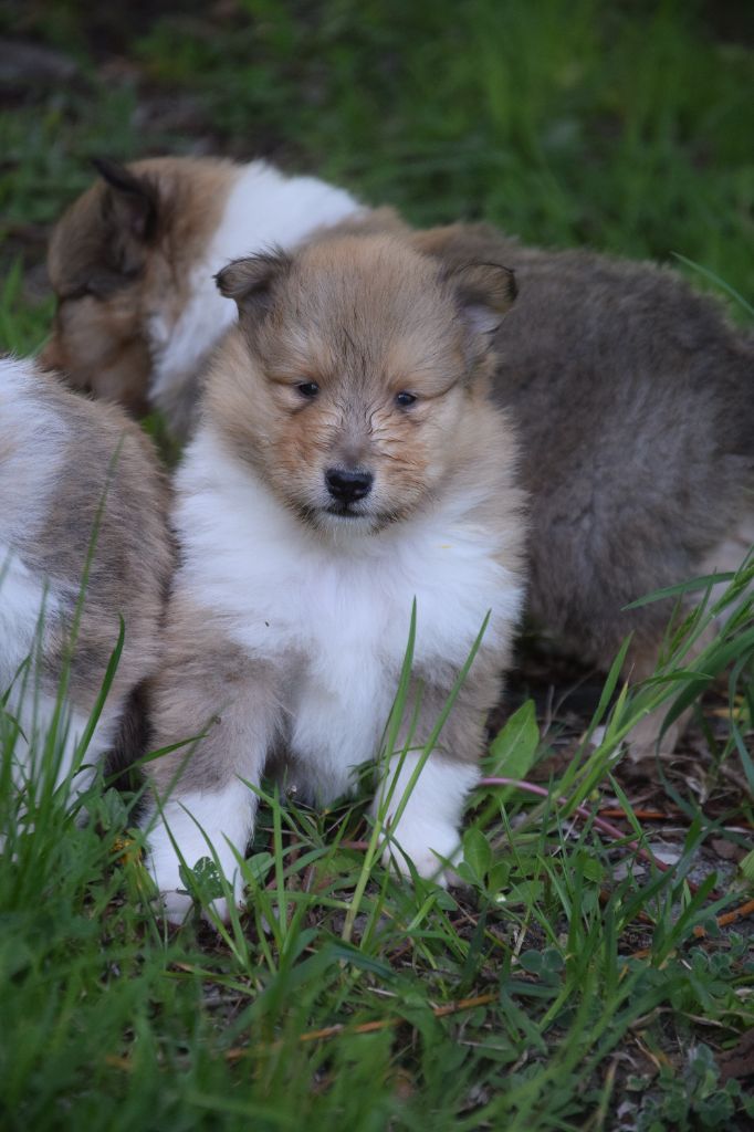 du Jardin des Heliades - Chiots disponibles - Colley à poil long