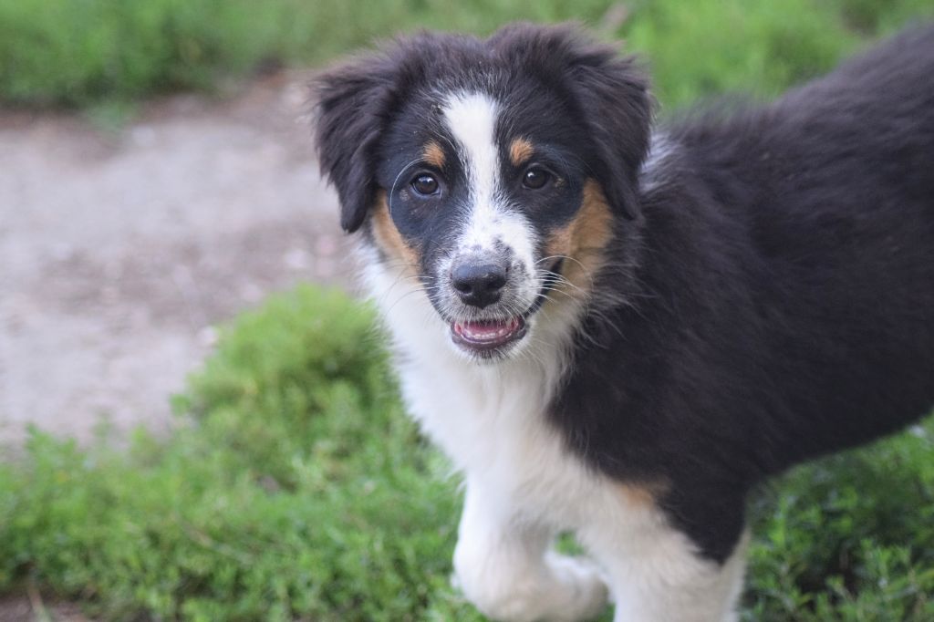 du Jardin des Heliades - Chiots disponibles - Berger Australien