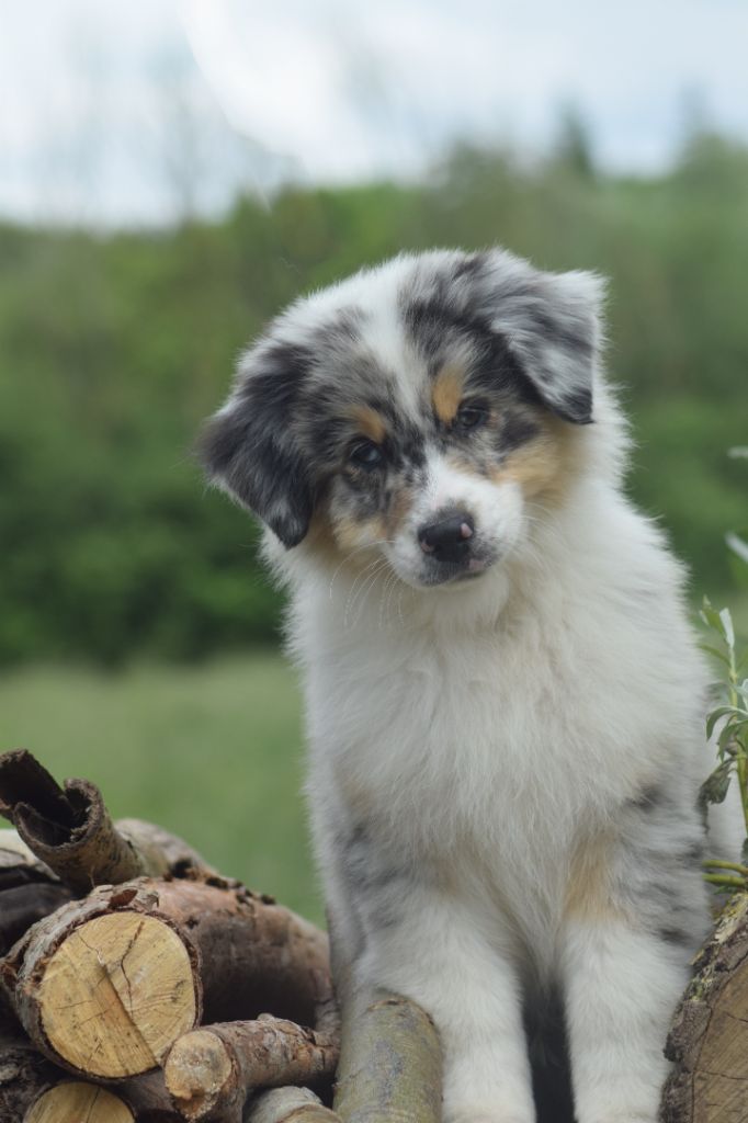 du Jardin des Heliades - Berger Australien - Portée née le 13/03/2024