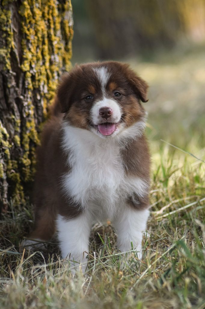 du Jardin des Heliades - Berger Australien - Portée née le 28/04/2025