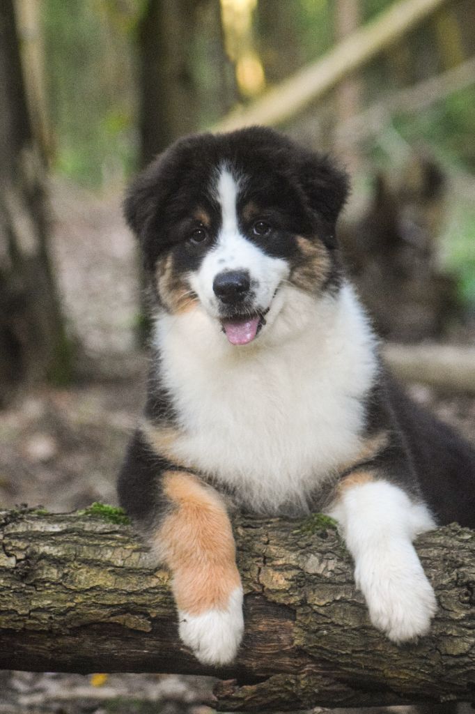 du Jardin des Heliades - Berger Australien - Portée née le 29/04/2023
