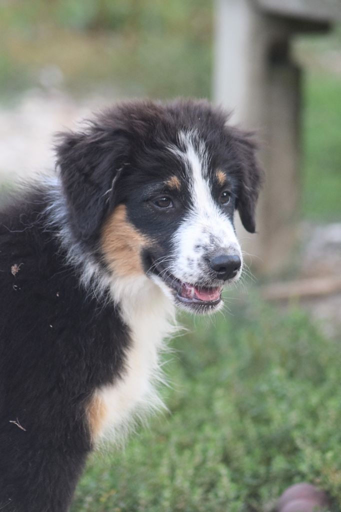 du Jardin des Heliades - Berger Australien - Portée née le 28/04/2025