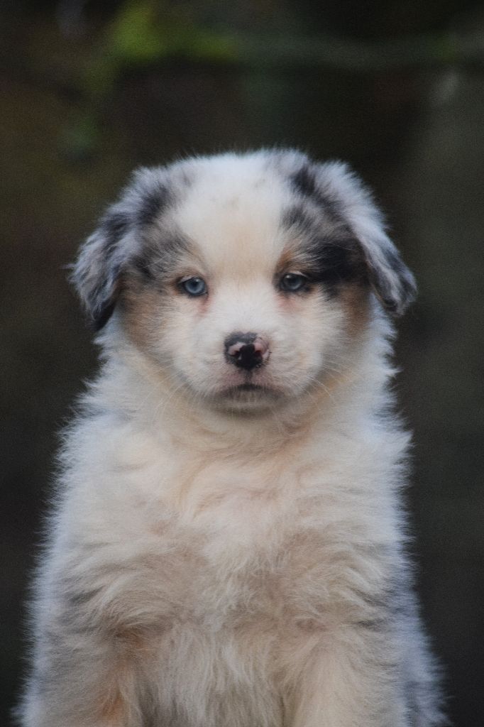 du Jardin des Heliades - Berger Australien - Portée née le 13/11/2023