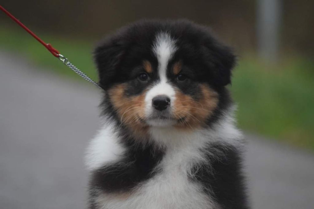 du Jardin des Heliades - Berger Australien - Portée née le 17/10/2021