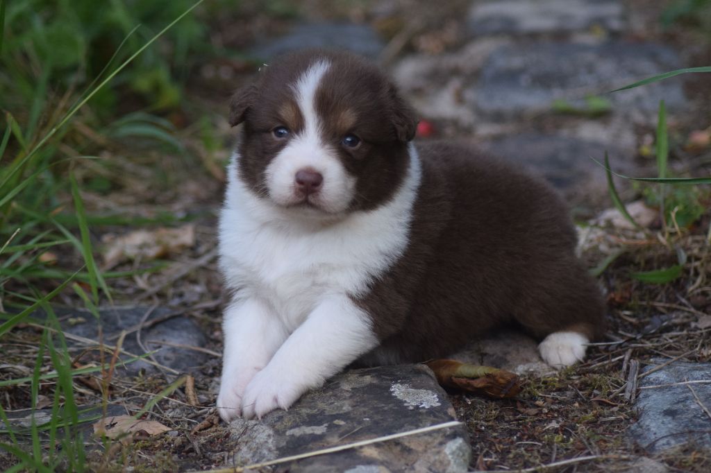 du Jardin des Heliades - Chiots disponibles - Berger Australien