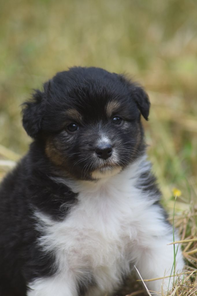 du Jardin des Heliades - Chiots disponibles - Berger Australien