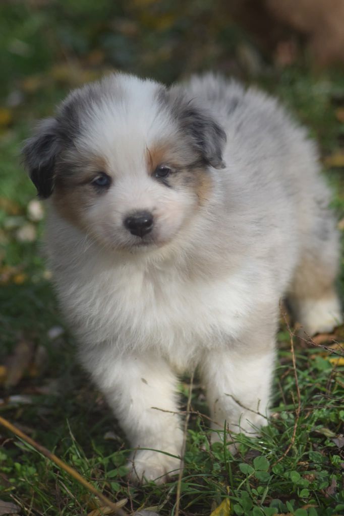 du Jardin des Heliades - Chiots disponibles - Berger Australien