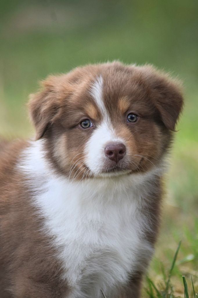 du Jardin des Heliades - Chiots disponibles - Berger Australien